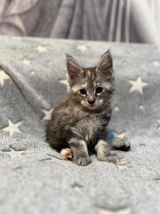 Котята Мейн-Кун!