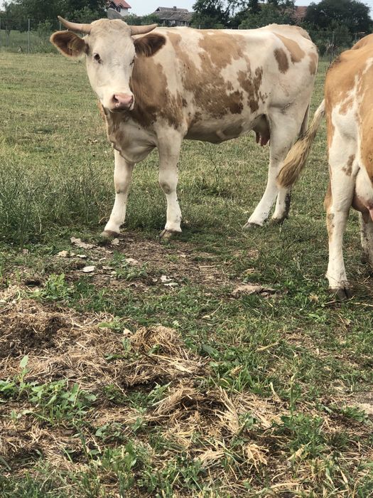 Vaca   de   abator