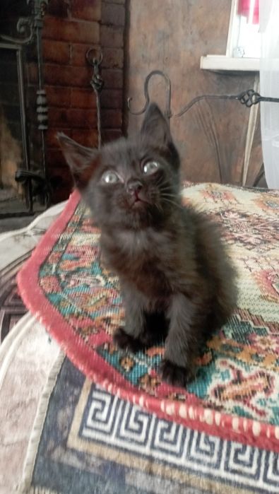 Отдам в хорошие руки котенка
