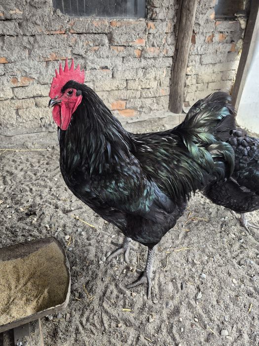 Oua incubator jersey giant