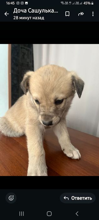 Щенкам нужна семья!