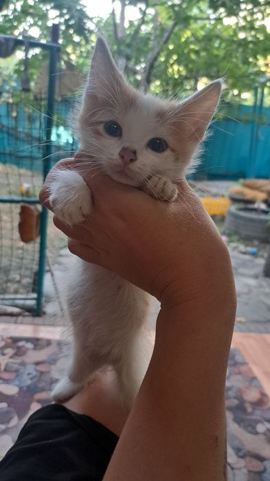Котята бесплатно срочно!!!