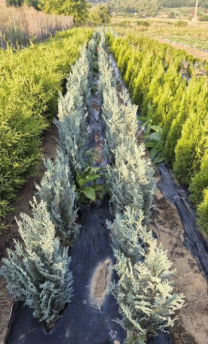 Chiparos columnar albastru Van Pelts