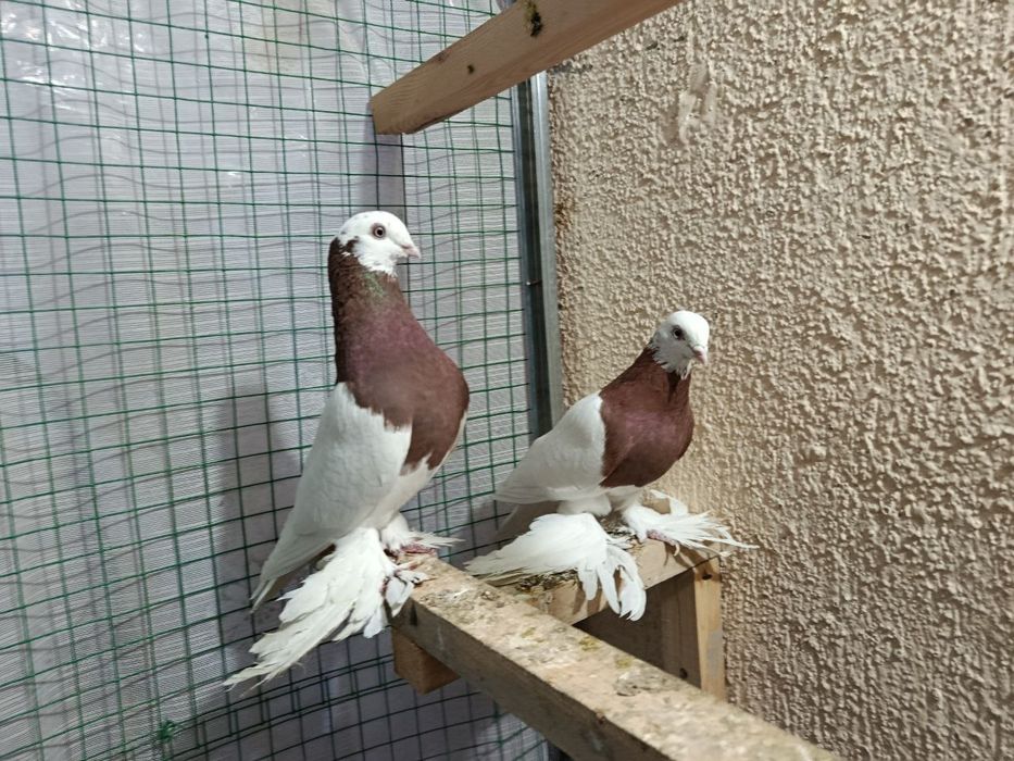 Продаются голуби