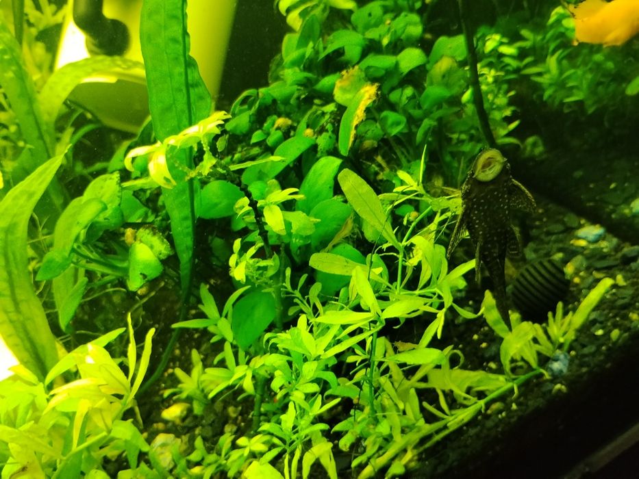 Plante , pești acvariu