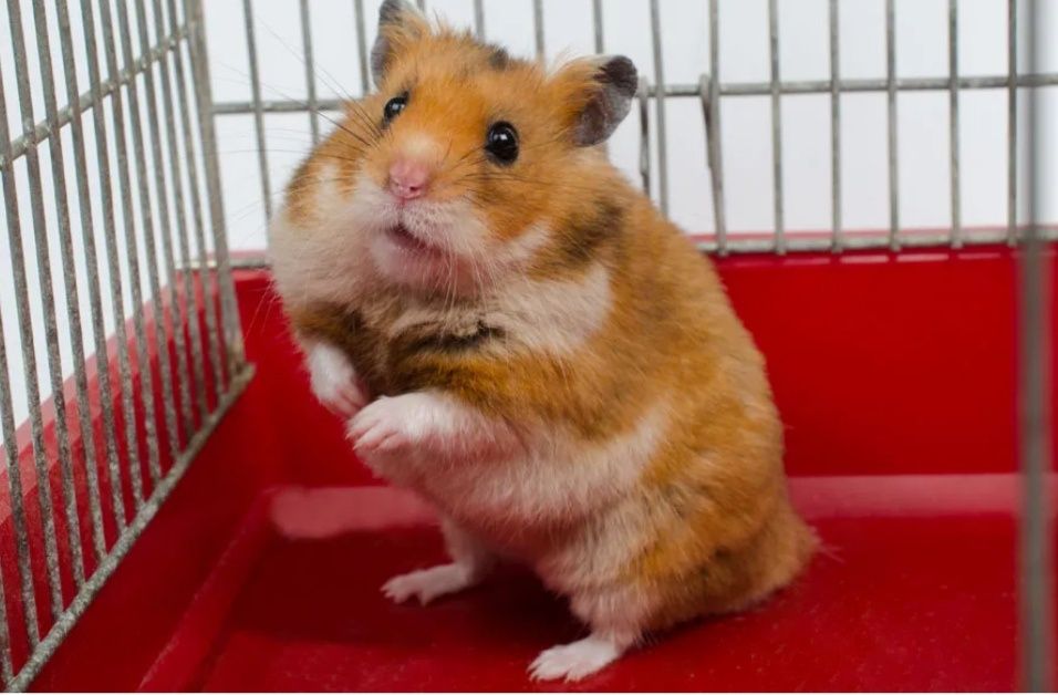 Продам хомяка с клеткой