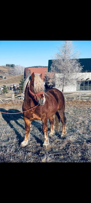 Vind armăsar de fitero