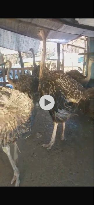 Vand 7 struti cu varsta de 7 luni