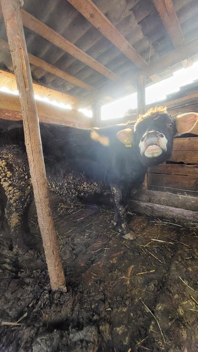 Продам быка на племя  швиц