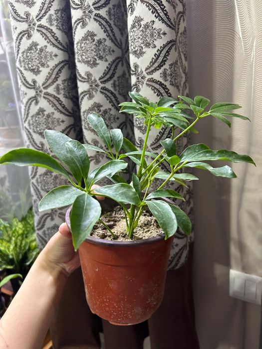 Комнатные  цветы от 2500