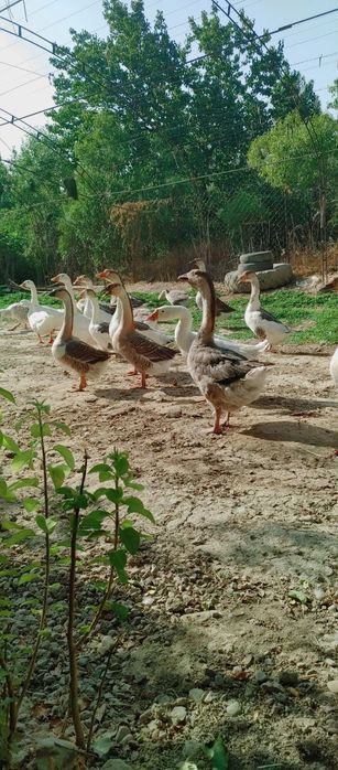 Гуси породы Пекин и Линда.