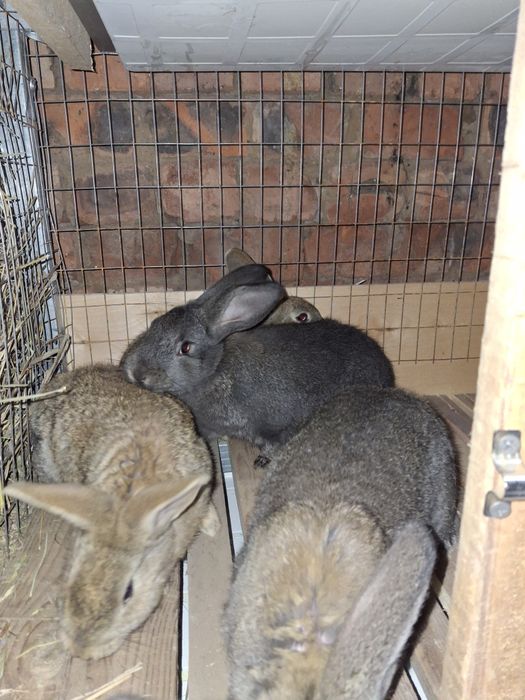 Продам кроликов разных возрастов.