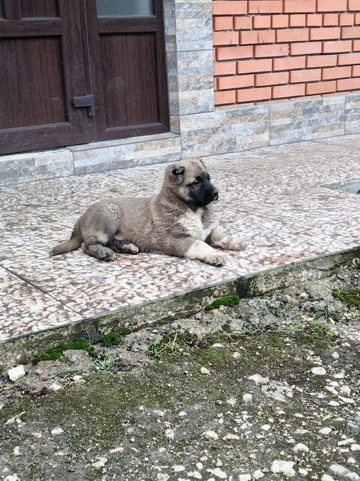 Catel de talie mare tip Kangal