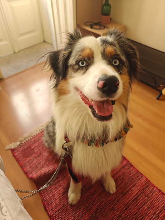 Красив австралийски овчар – мъжки, роден на 01.05.2023, търси нов дом