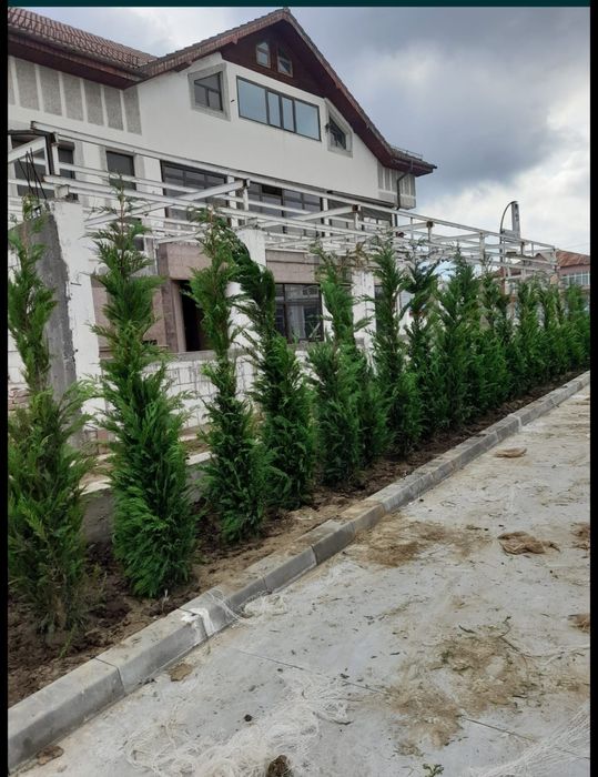 Cupressus Leylandii 1.5m - 4m gard viu verde veșnic, gazon rulou sport