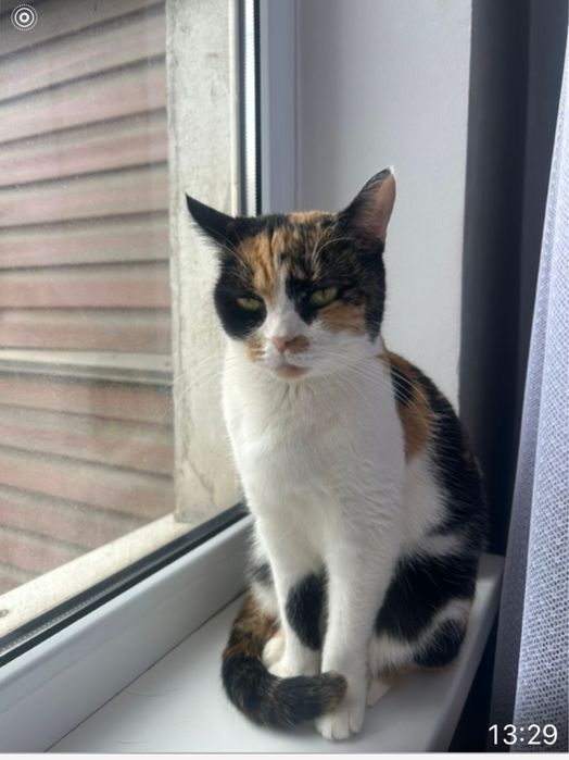 Кошка трехцветная