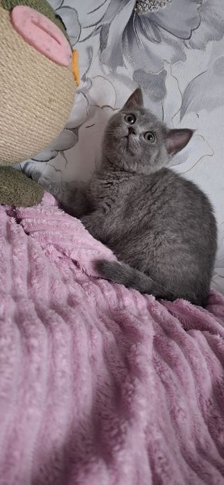 Британцы котята с документами