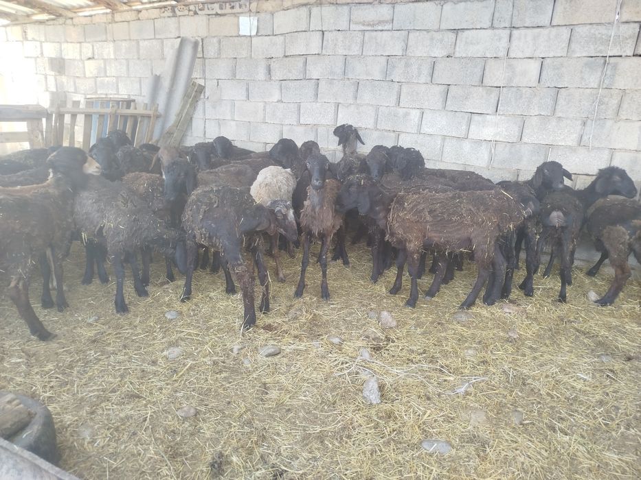 Токты кой 1 жылдык