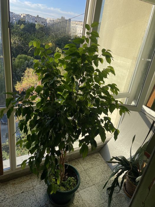 Продавам Фикус Бенджамин