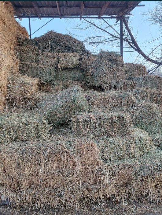 Продам Сена летний кос