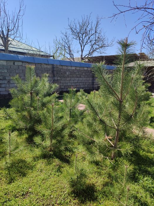 Крим сосна арчаси Хар хил катта кичиги бор