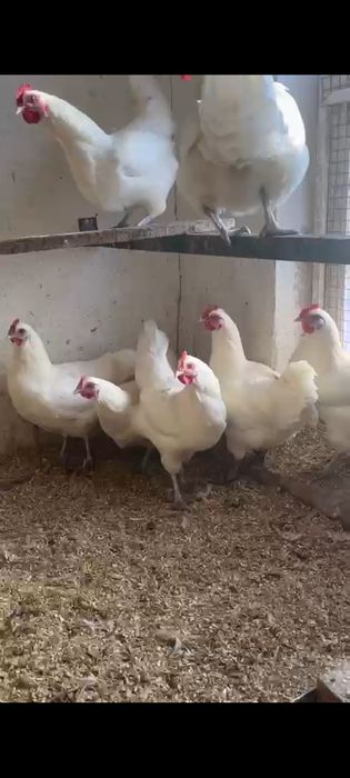 Автролорп жұмыртқасы