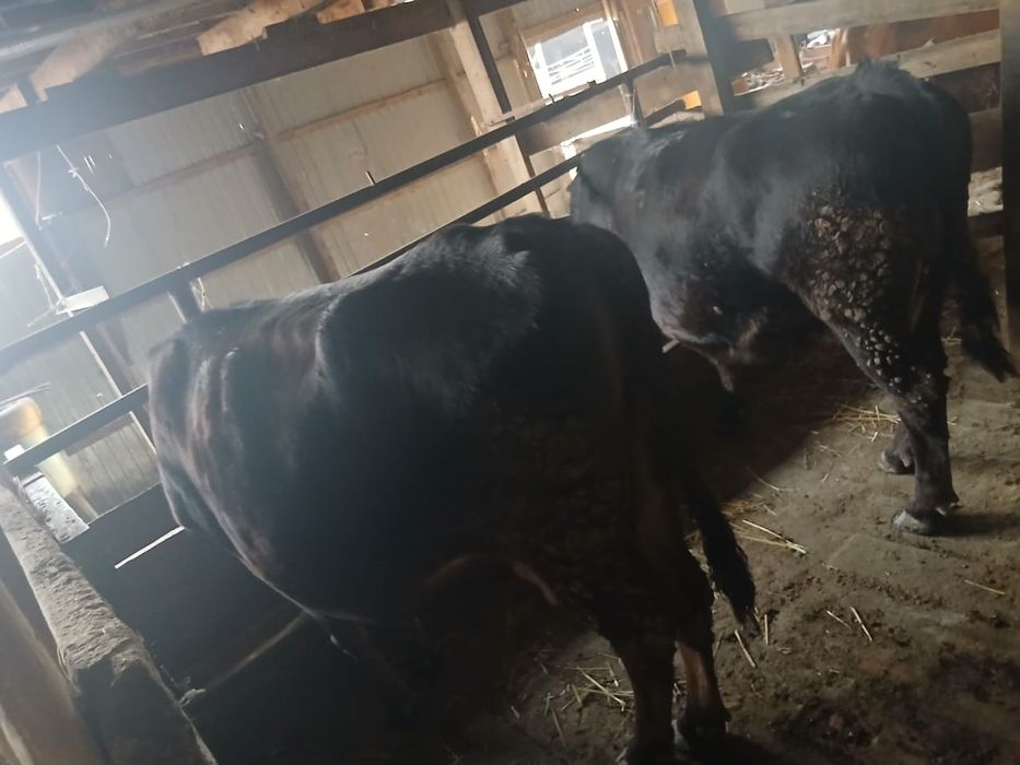 Продам двух стельных коров