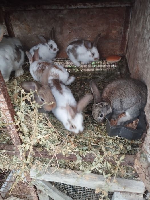 Iepuri mai multe rase