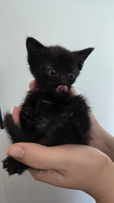 Отдам котят в добрые руки.