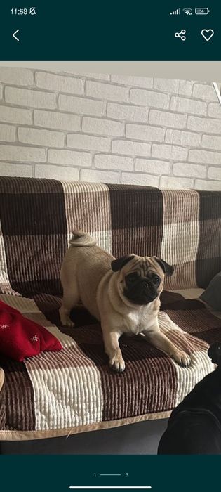 Украли мопса есть видео