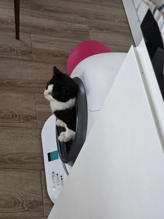 Litiera automata IHunt