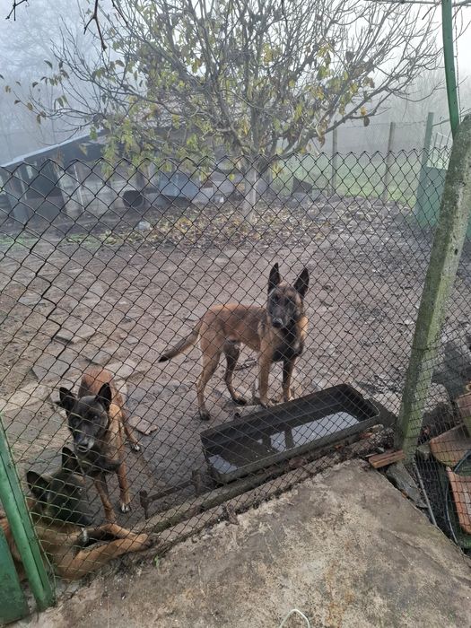 Белгийска овчарка Малиноа