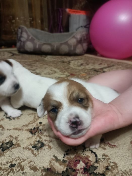 Джек Рассел терьер