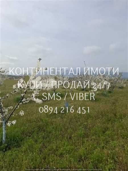 Код 70039. Черешова градина 13дка в с капково напояване лесен достъп