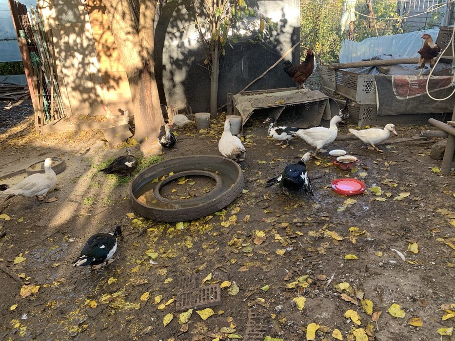 Vand rate mute ( lesesti )