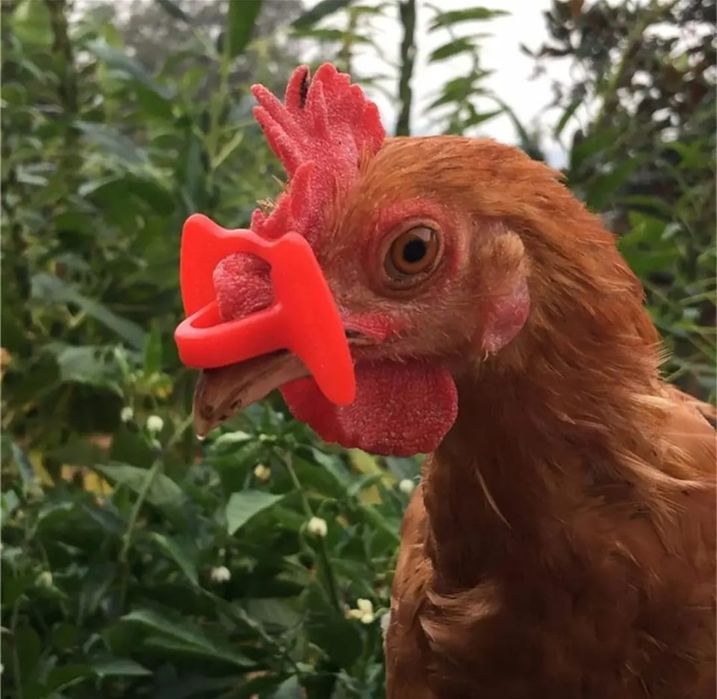 Ochelari pentru fazani, gaini