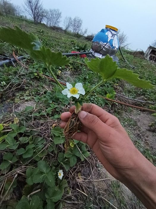 Qlupnay Клубника Мурано