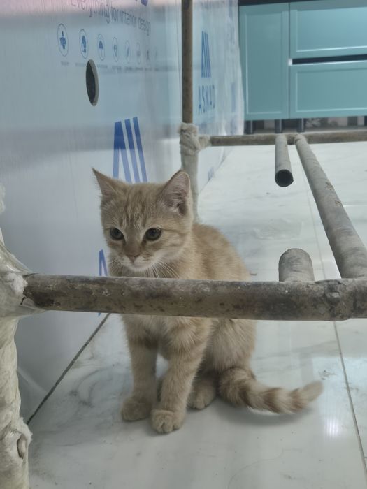 Котенок бесплатно