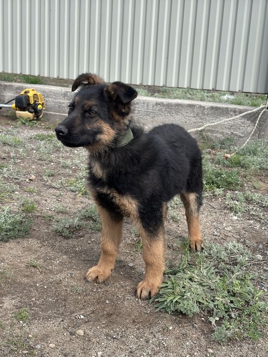 Овчарка күшік (щенок)