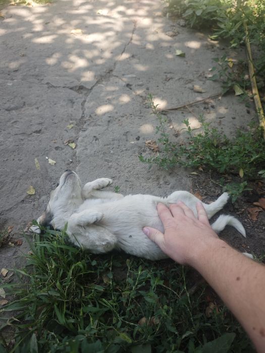 Отдам щенка в хорошие руки