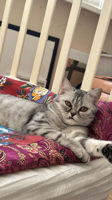 Отдам породистого кота в добрые руки