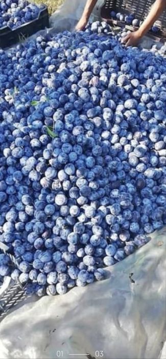 Prune pentru tuica si palinca