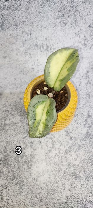 Хойи в наличии, наборы хой