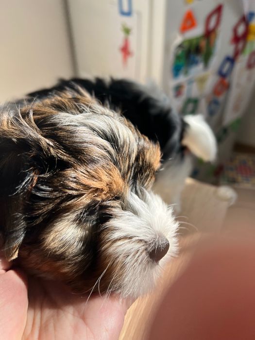 Продава се породисто кученце Бивер Йорк (Biewer Yorkshire Terrier)