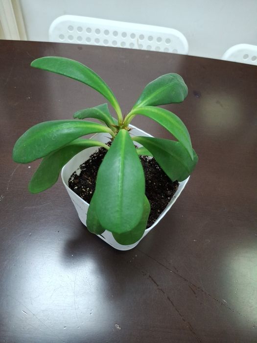 Комнатные  цветы