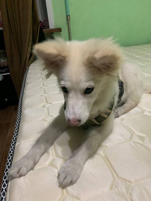 Отдам собачку .