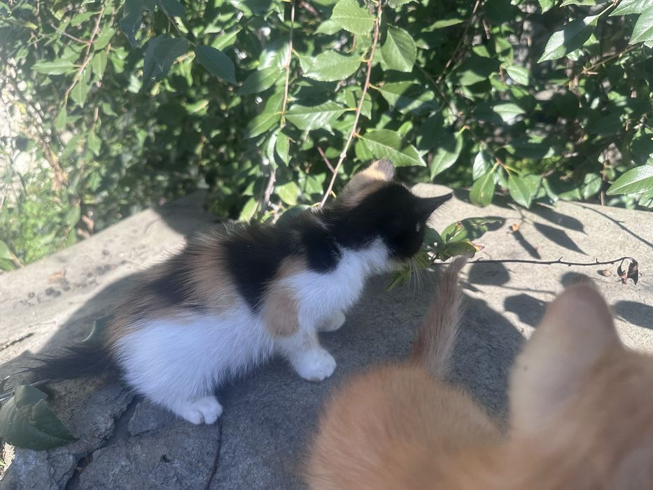 Котята- Сибирские