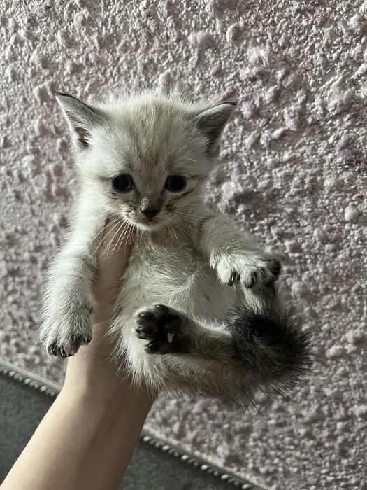 «Шотландский котёнок отдаётся