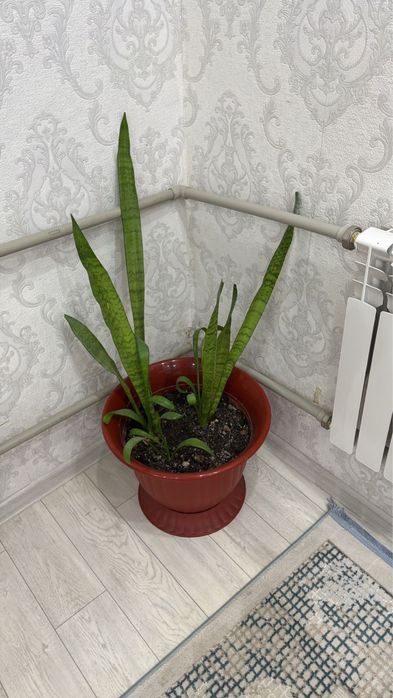 Гүлдер сатылады