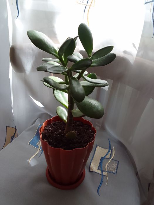 Продам комнатные цветы.